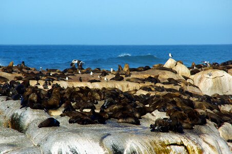 Sea lions the cap wild