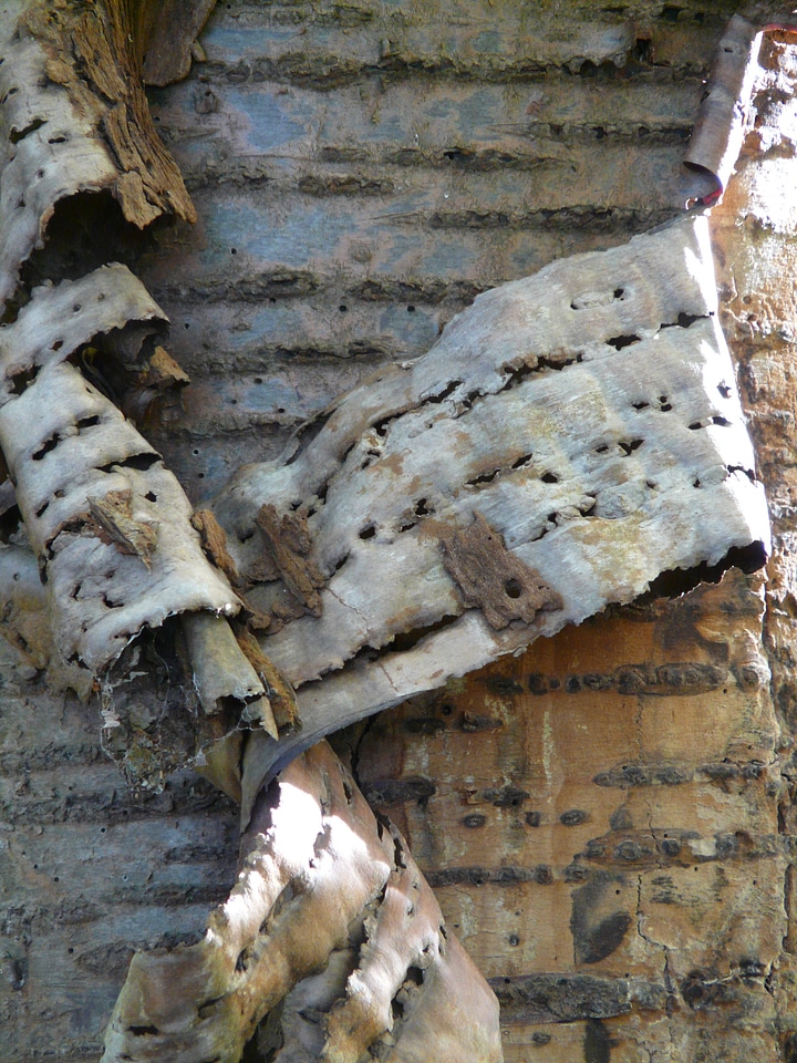 Cherry bark flake replace