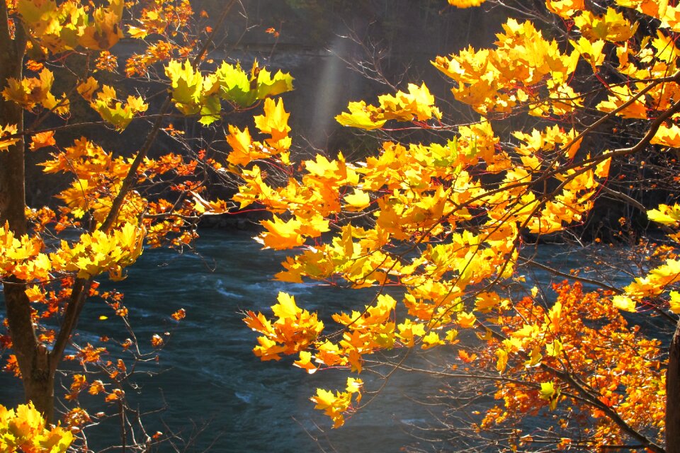 Yellow fall leaves fall background