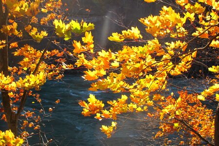 Yellow fall leaves fall background photo