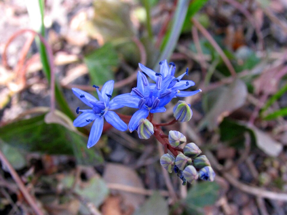 Field meadow meadow flower