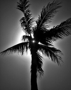 Sun caribbean backlighting photo