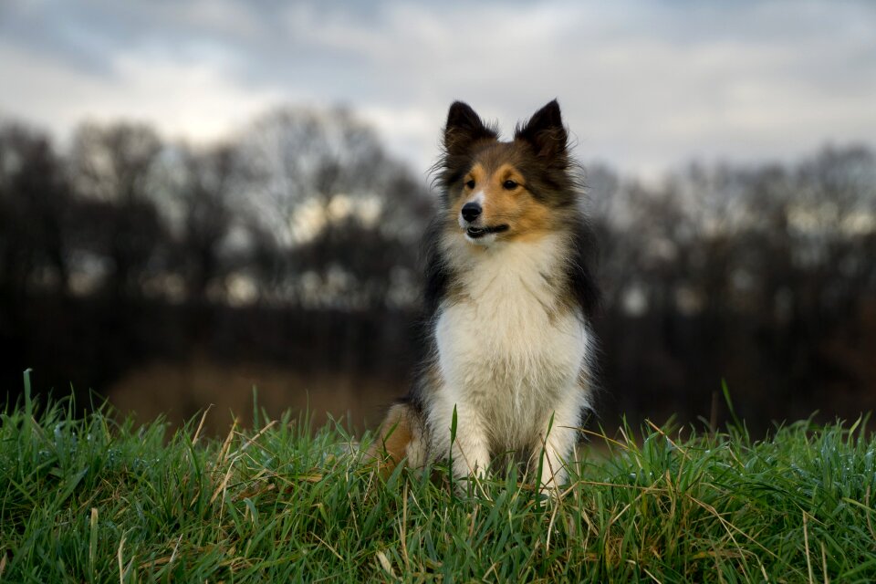 Sheltie close up trees