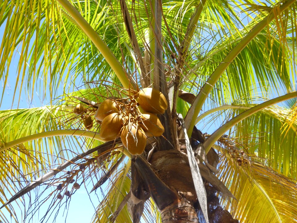 Caribbean sun green