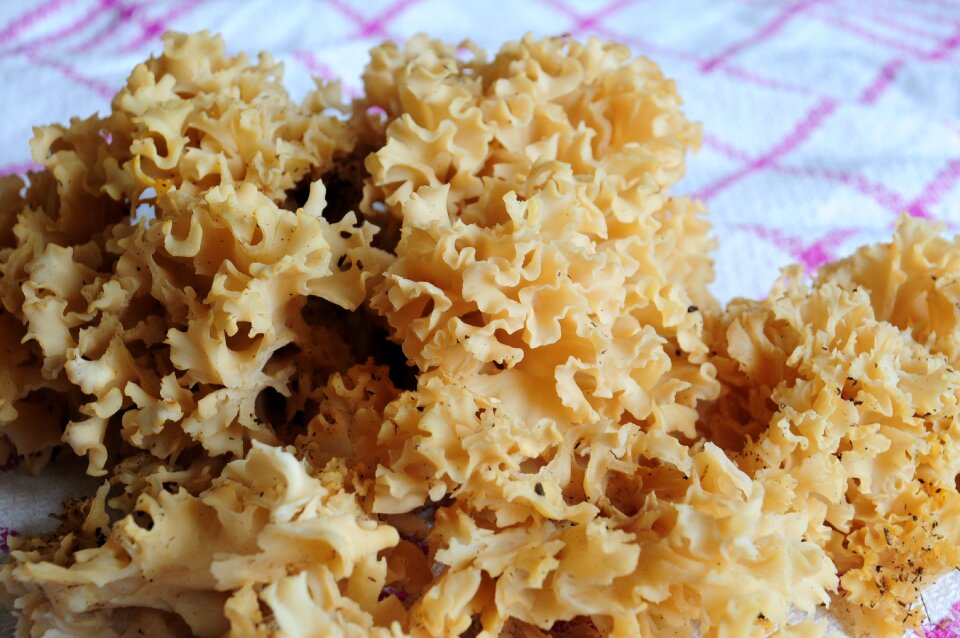 Forest food mushroom picking