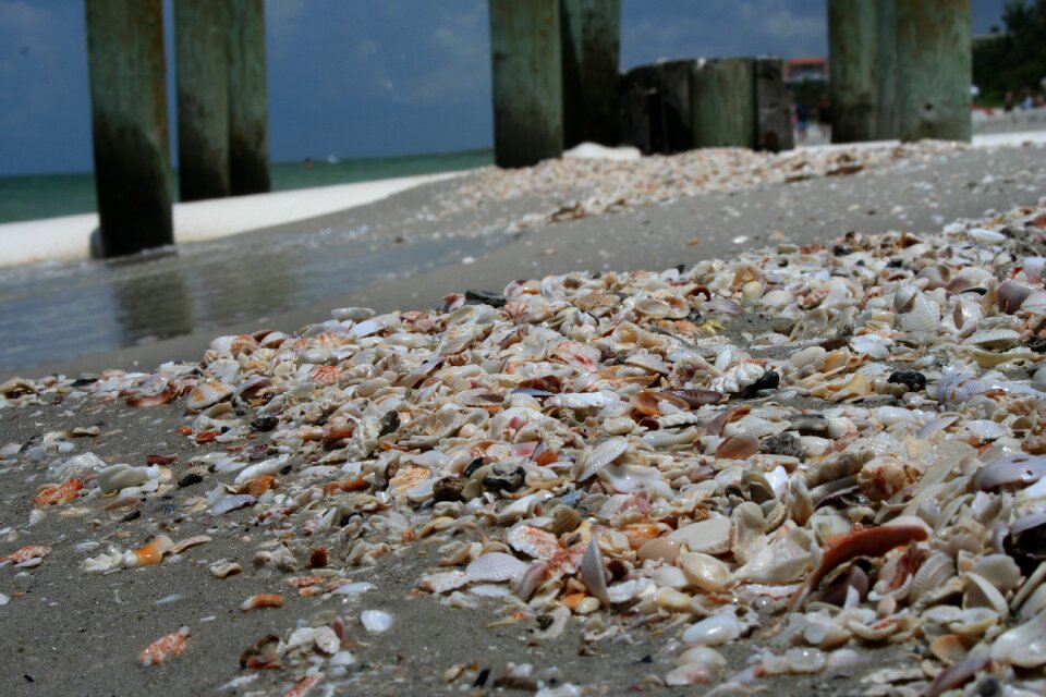 Beach shells sand