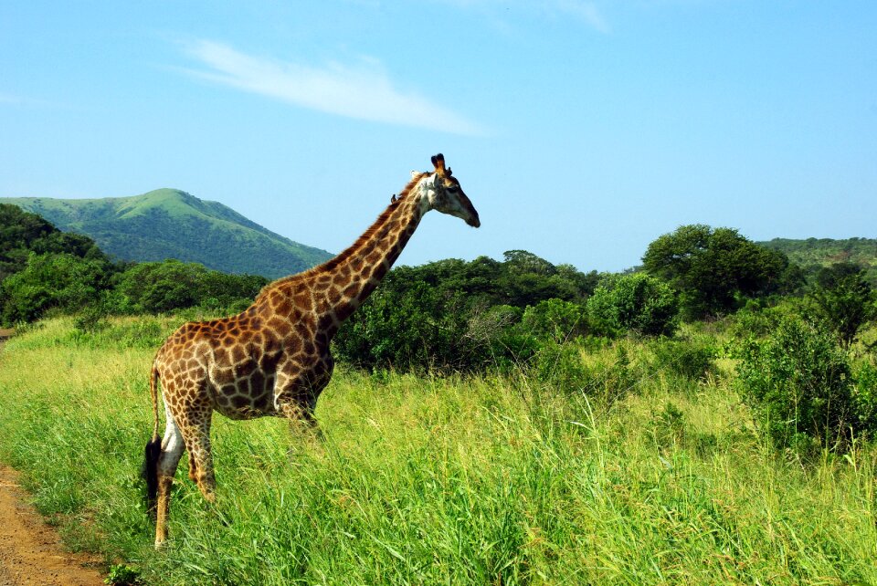 Giraffe savannah wild
