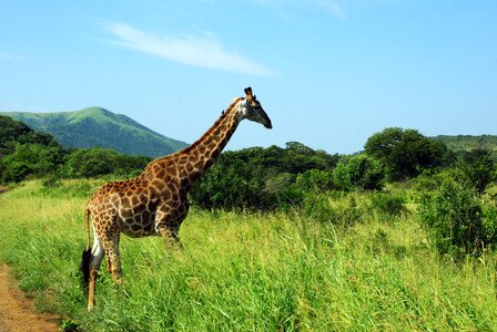 Giraffe savannah wild