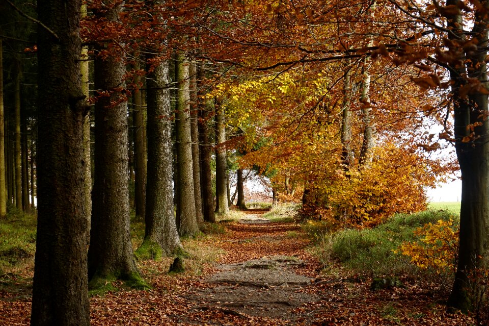 Path away leaves