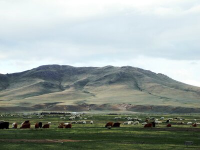 Mongolia prairie cattle and sheep photo