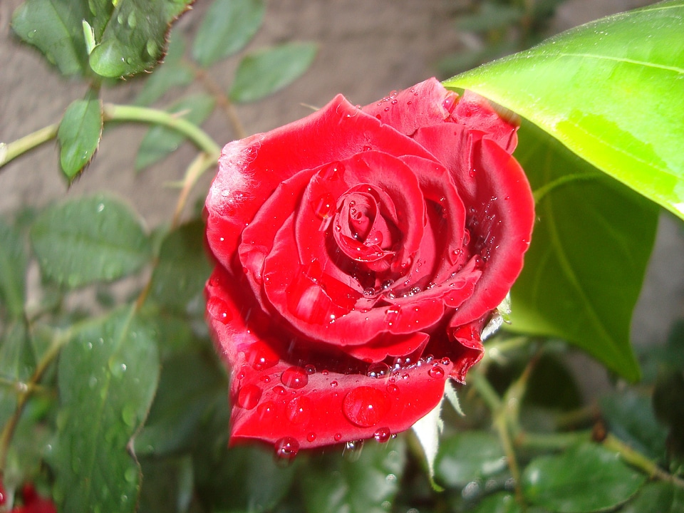 Rosa red flower