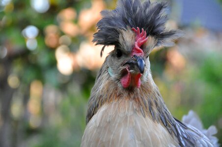 Poultry garden cock