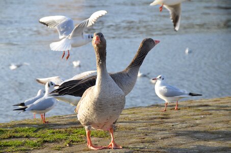 Birds wild geese elbe
