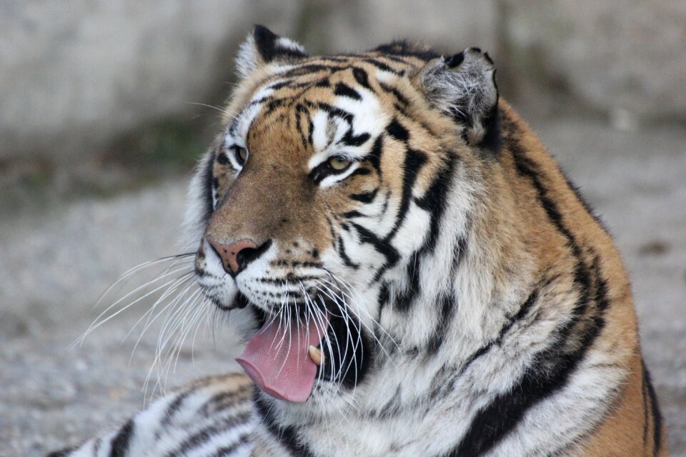 Relaxation rest yawn