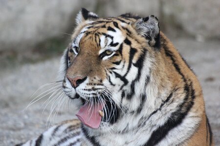 Relaxation rest yawn