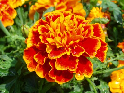 Red summer flowerbed