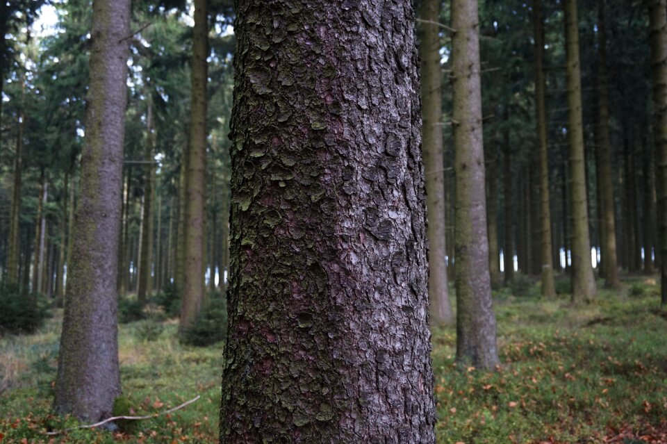 Wood spruce cork