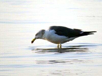 Sea birds the gull on the sea new