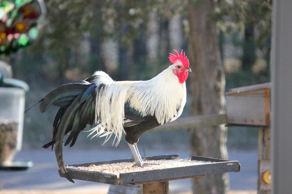 Feather chicken gray chicken