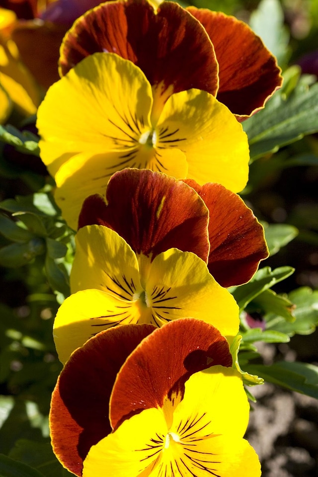 Meadow garden bloom