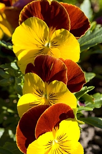 Meadow garden bloom