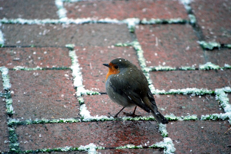 Bird snow snowflake