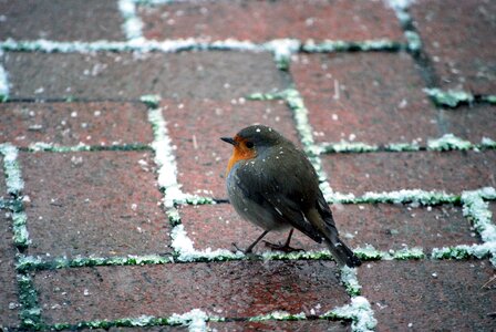 Bird snow snowflake