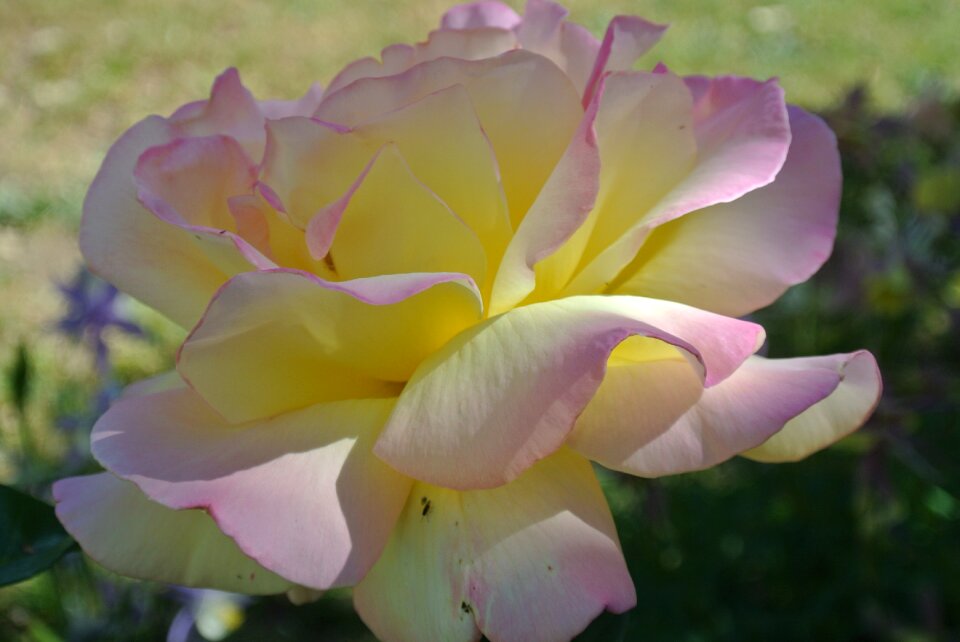 Pink floral blossom