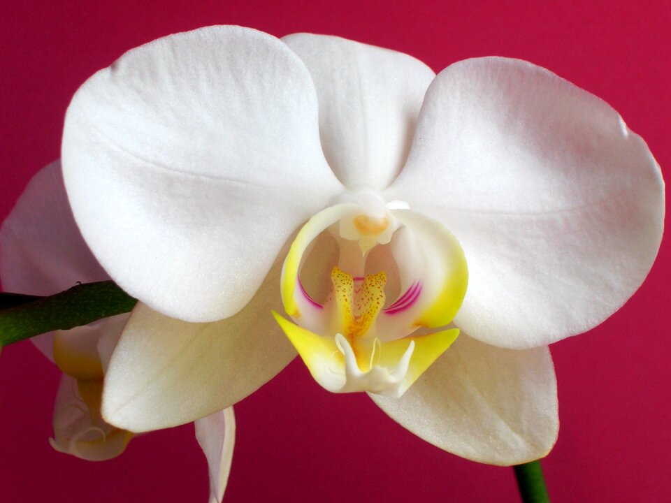 Flower orchid white