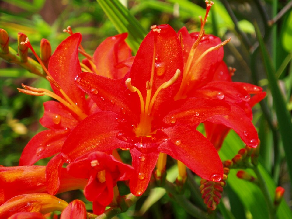 Crocosmia lucifer bloom summer flowers