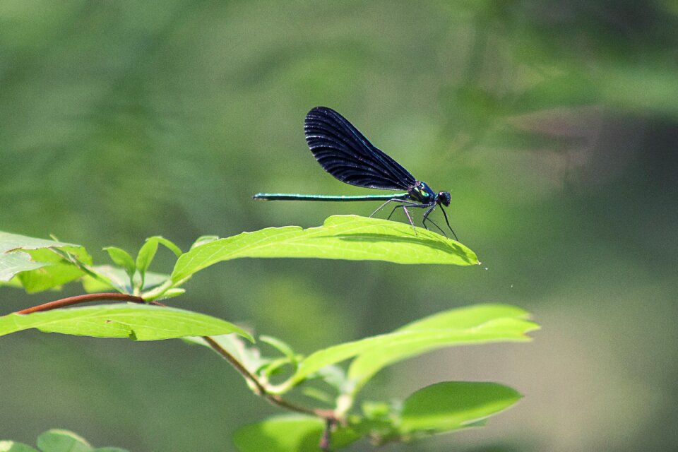 Fly wing wildlife photo