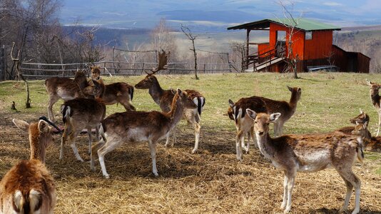 Animals nature