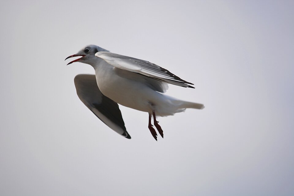 Sky bird flight sea ​​bird