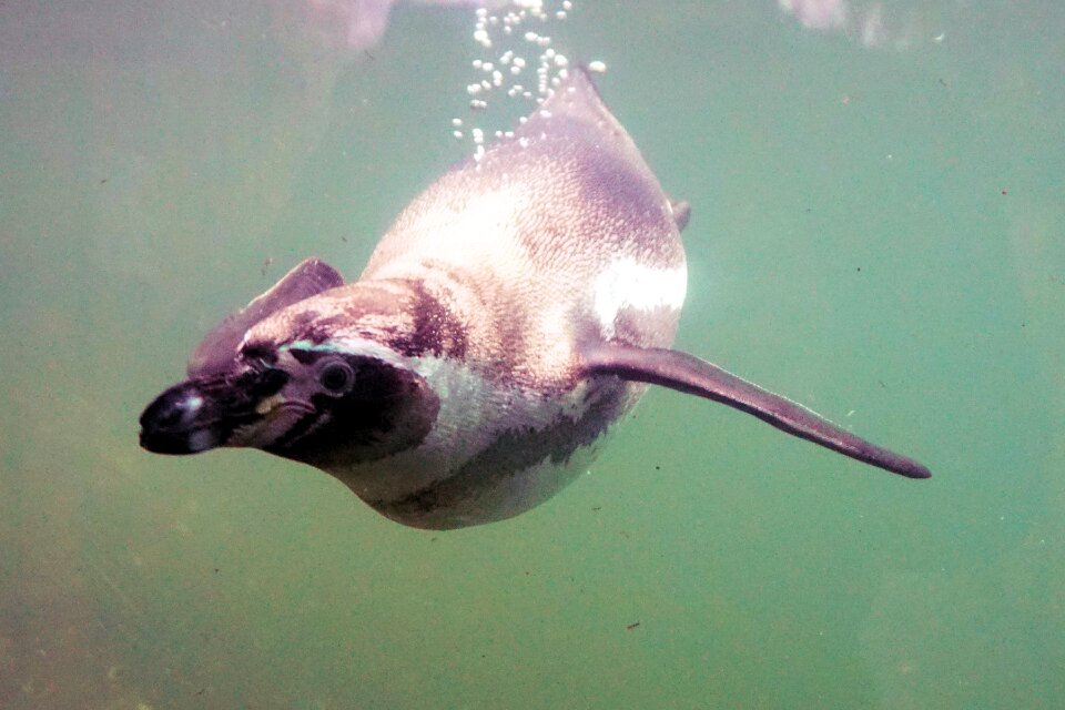 Swim animal humboldt