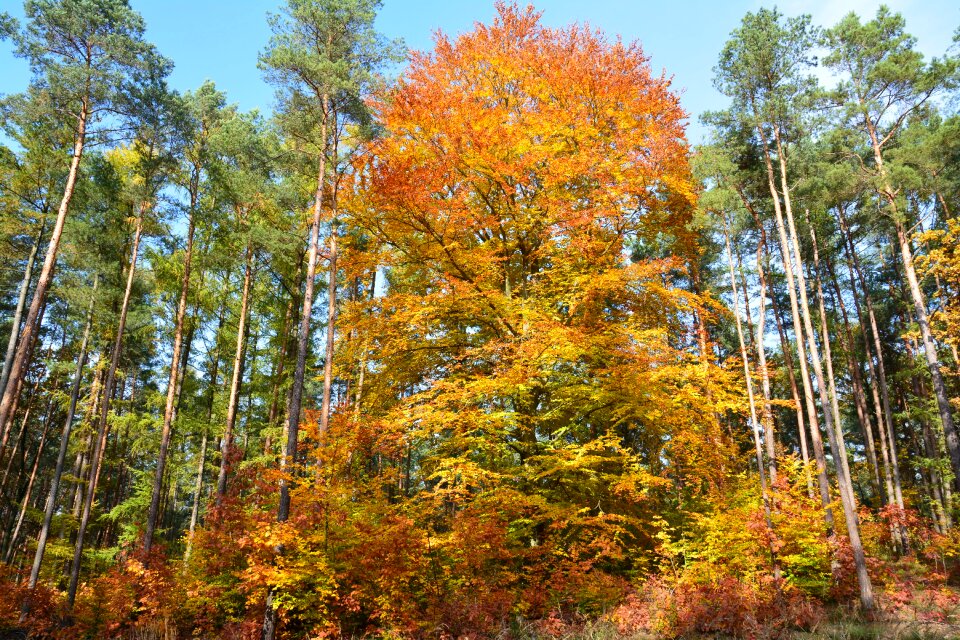 Nature foliage autumn gold photo