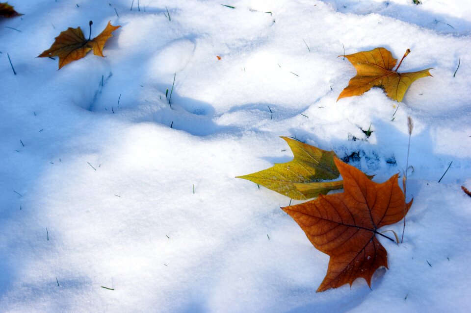 Snow defoliation winter