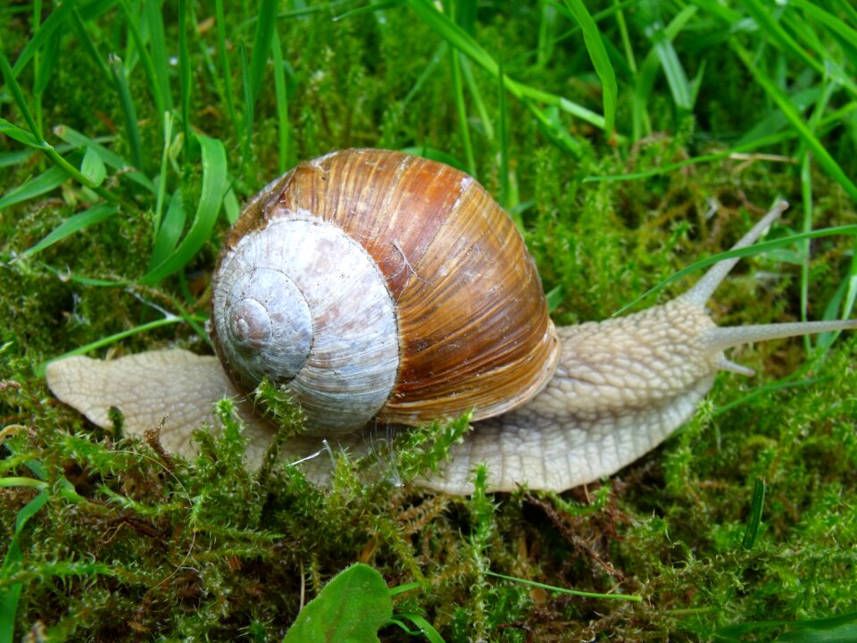 Snail shell mollusk