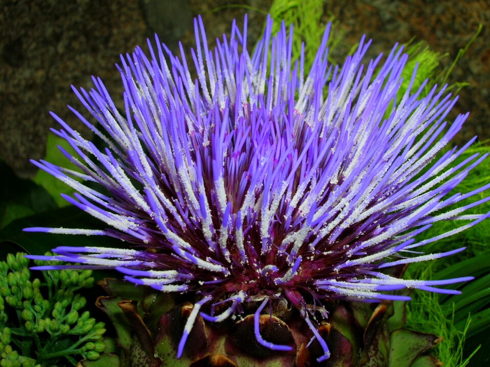 Plant macro vegetable