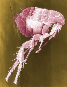 Parasite electron microscopy electron micrograph photo