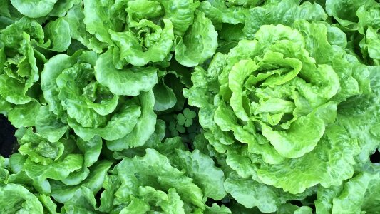 Green vitamins fresh