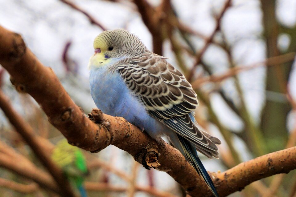 Plumage portrait bill