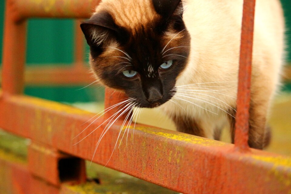 Rust cat face cat's eyes