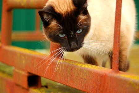 Rust cat face cat's eyes photo