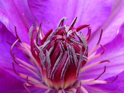 Bud flower purple