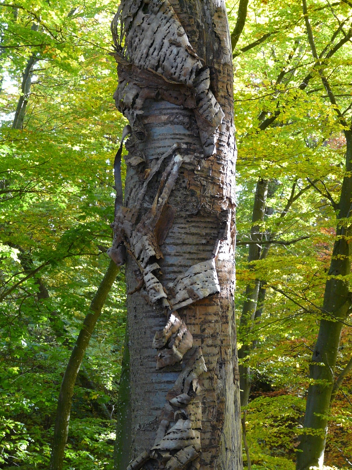 Cherry bark flake replace