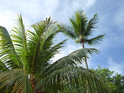 Fruit caribbean green