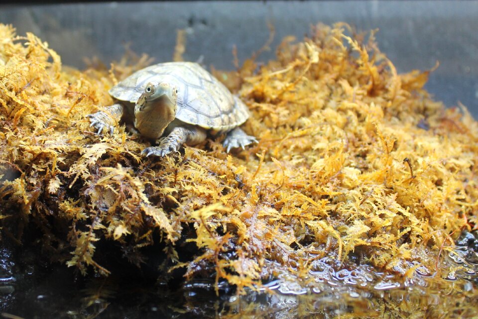 Nature shell reptile
