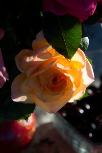 Flowers summer beautiful