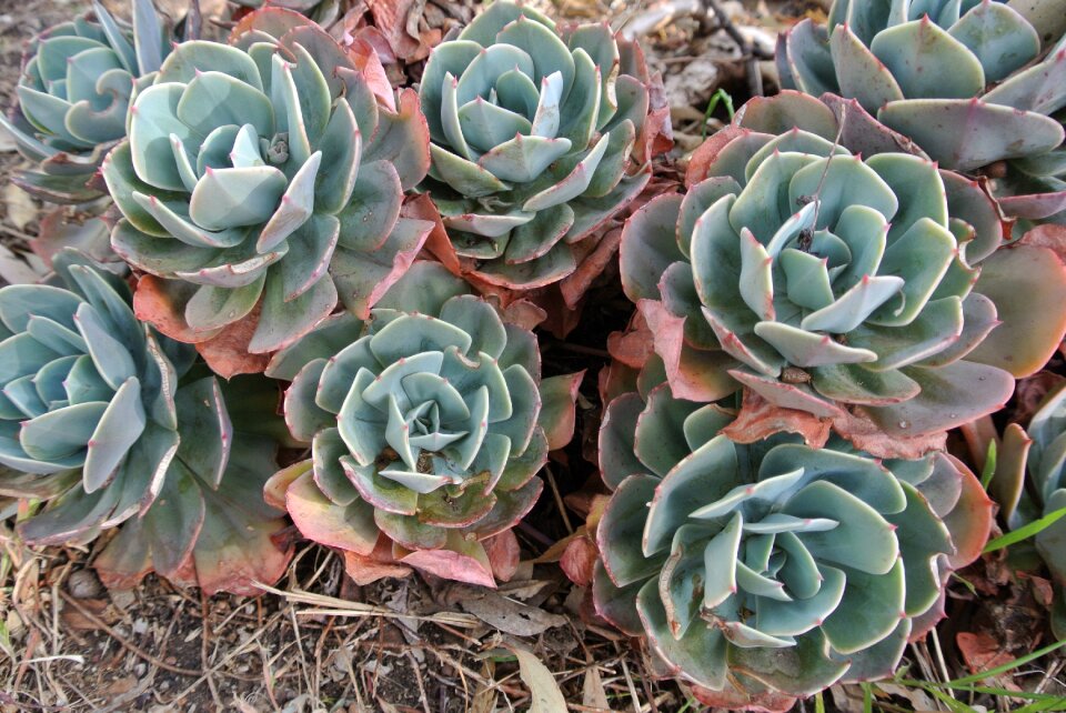 Garden nature foliage