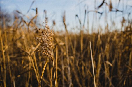 Field autumn herb photo